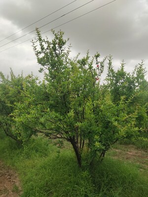  Land For Sale in Sanand