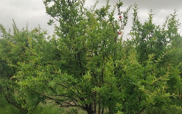 Land For Sale in Sanand
