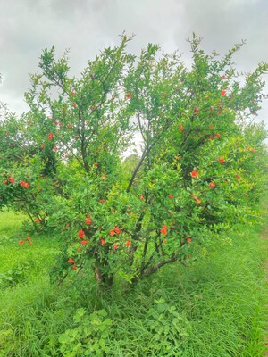  Plot For Sale in Sanand