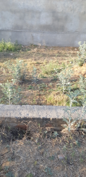 Plot For Sale in Open Plot 200