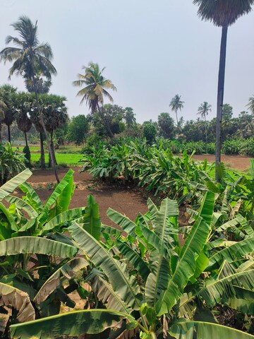 5 BHK Independent House – Garden View at Nalasopara West - for Sale