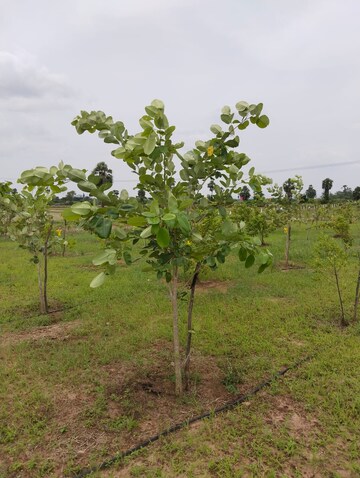  Land – Garden View at Mylavaram - for Sale