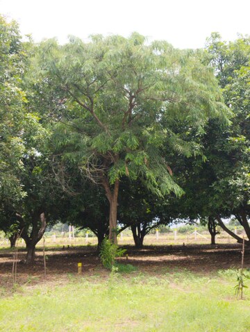  Land – Garden View at Mylavaram - for Sale