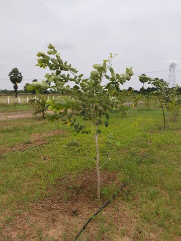 Plot Area in  Land at Mylavaram – for Sale