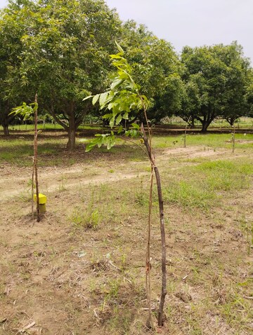Plot Area in  Land at Mylavaram – for Sale