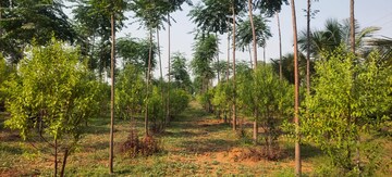  Plot For Sale in Kothavalasa