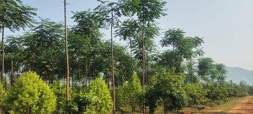  Plot – Exterior View View at Kothavalasa - for Sale