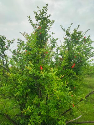  Plot For Sale in Mumatpura