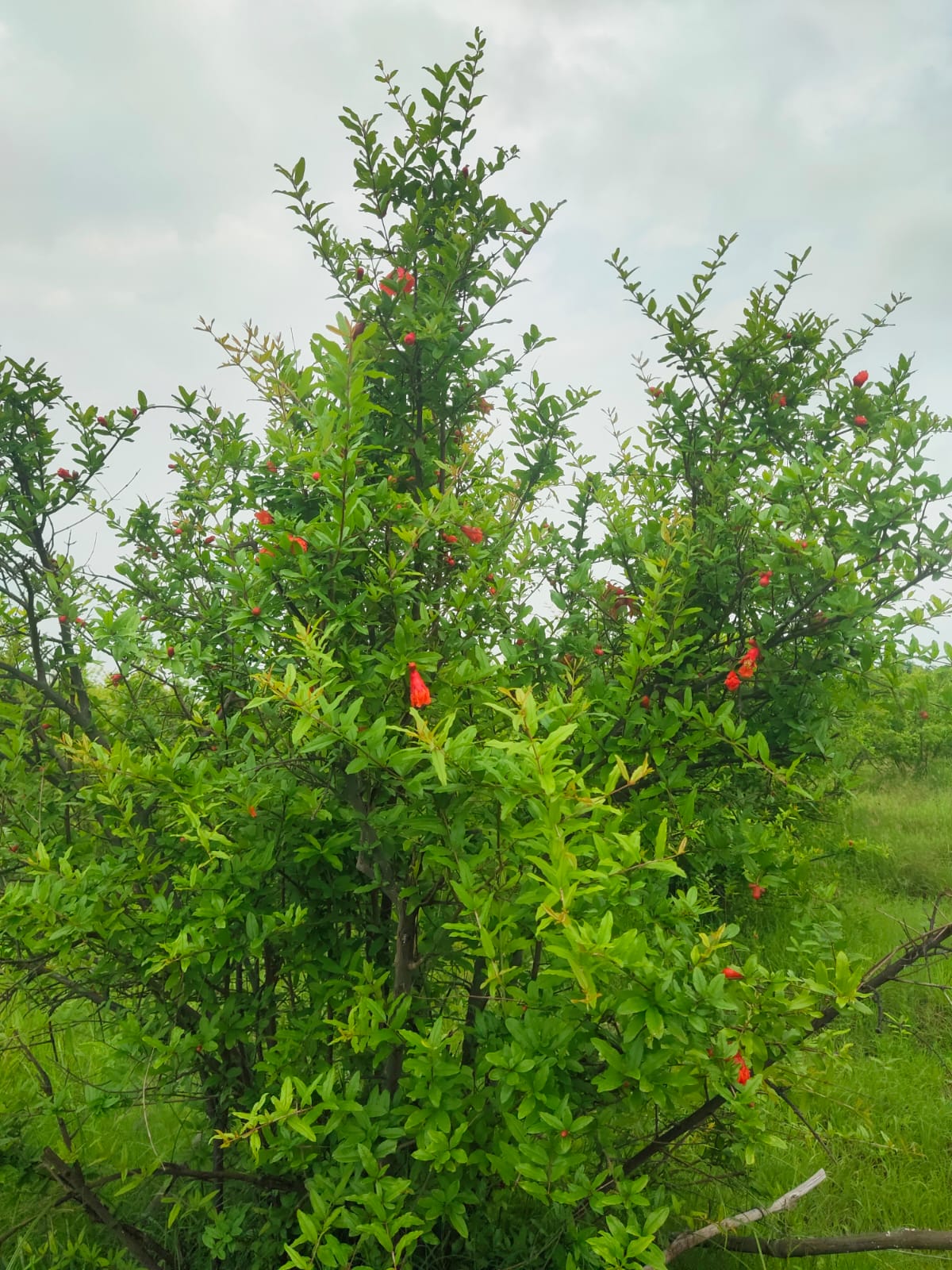 Plot For Sale in Gurjari Society