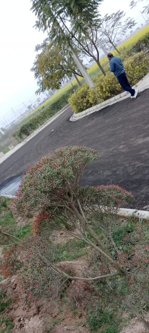  Industrial Plot For Sale in Lalru