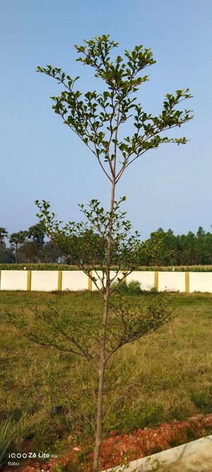  Plot For Sale in Tagarapuvalasa