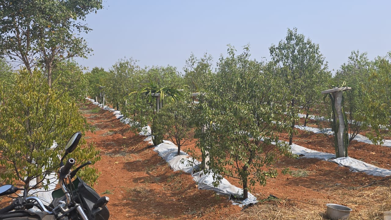 Plot For Sale in Shadnagar