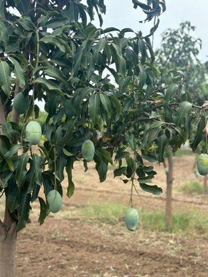  Land For Sale in Jubilee Hills