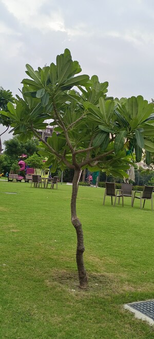  Plot – Exterior View View at Ansal Sushant Golf city, Sushant Golf City - for Sale