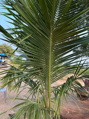  Plot For Sale in Bhanur