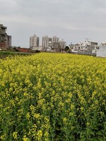 115 Sq.Yd. Plot in Omaxe New Chandigarh