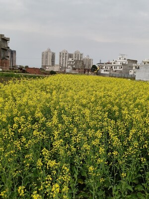  Plot For Sale in Omaxe New Chandigarh, North Mullanpur