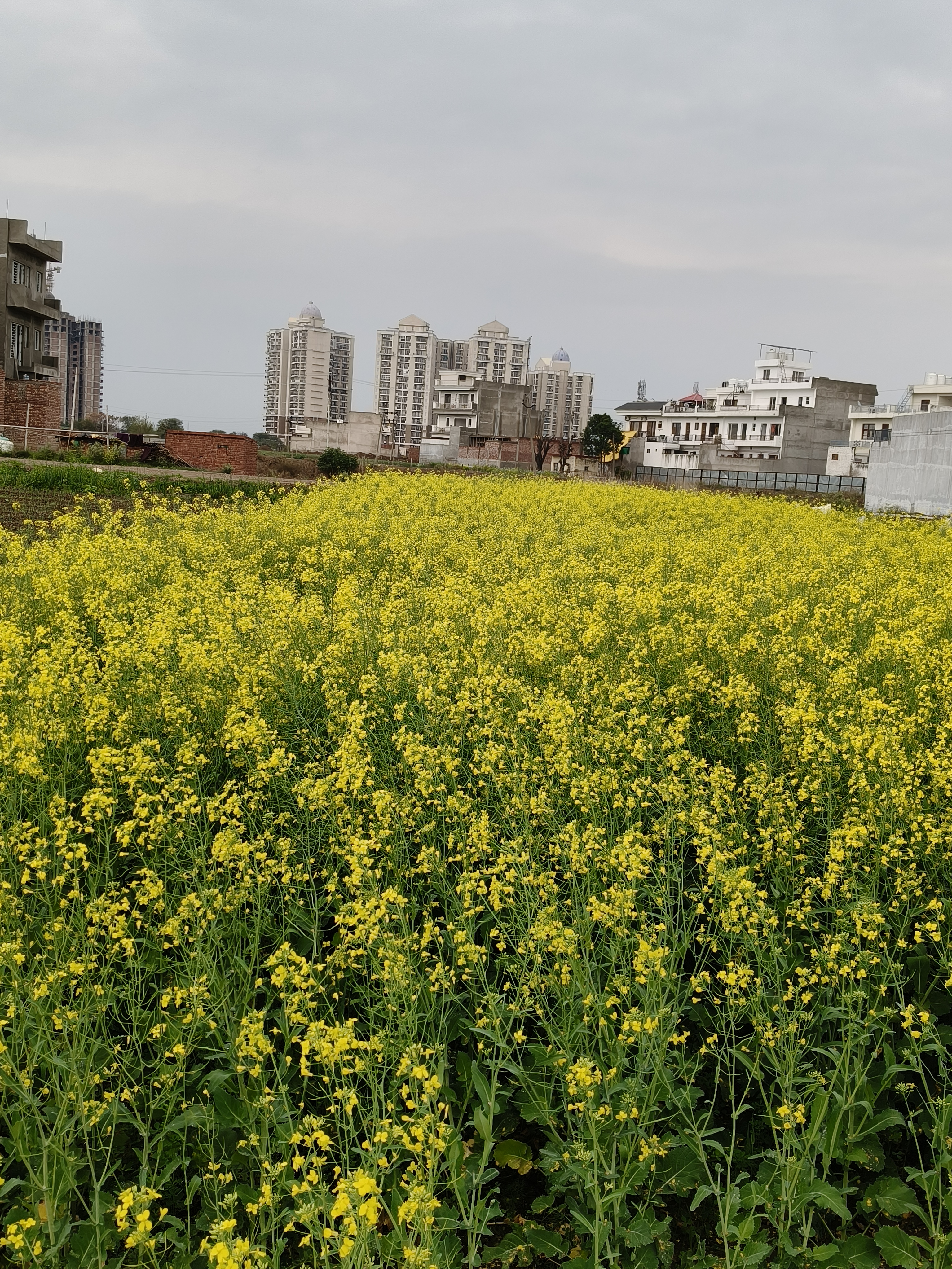 Plot For Sale in Omaxe New Chandigarh