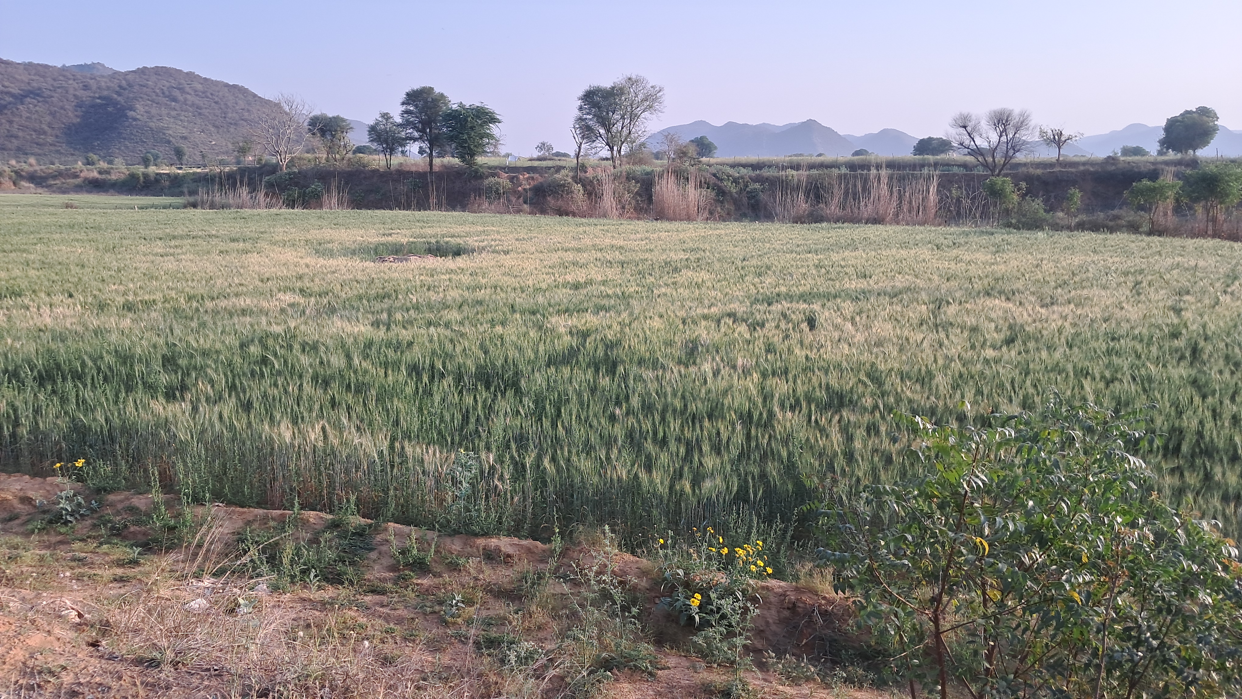 Land For Sale in Banbeerpur