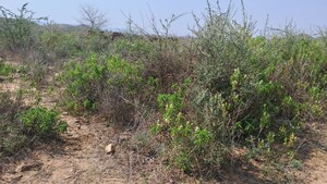  Land – Exterior View View at Tulera - for Sale