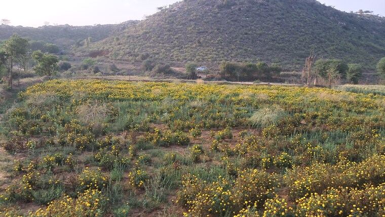 Exterior View, bakhtpura Commercial Land 7 Acre In Bakhtpura Alwar 8466657