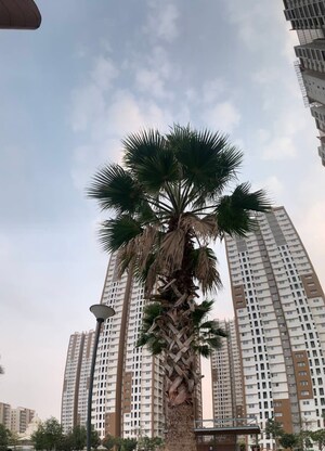 Living Room in 3 BHK Apartment at My Home Avatar, Gachibowli – for Sale