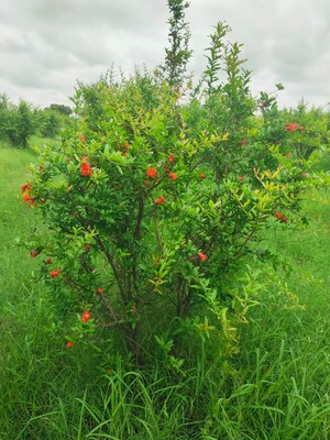  Plot For Sale in Kolat