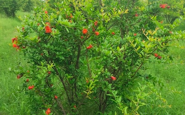 Plot For Sale in Kolat
