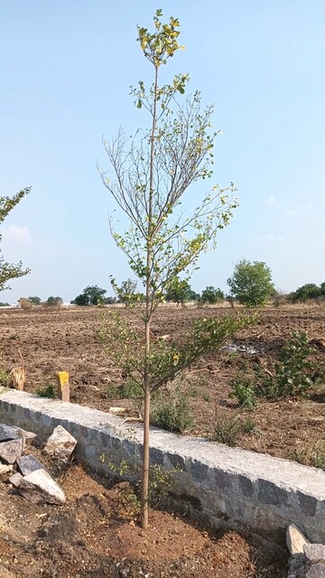  Plot For Sale in Shankarpalli