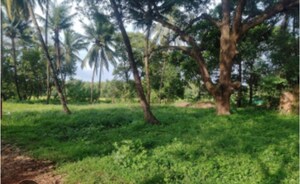 Plot Area in  Plot at Goa Velha – for Sale
