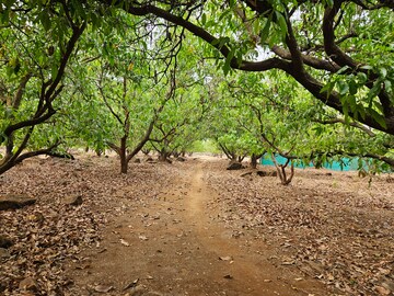 Plot Area in  Land at Mangaon – for Sale