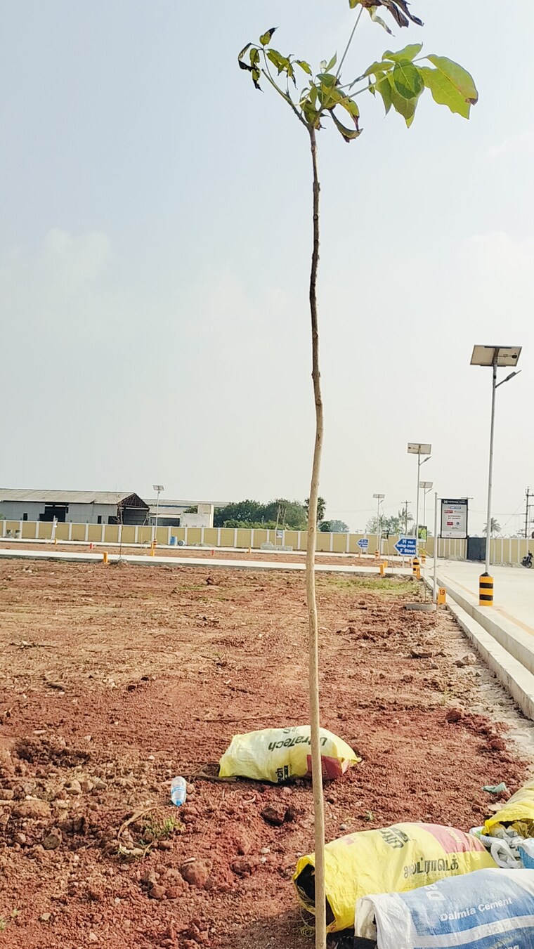 undefined, pudukkottai nh  1600 Sq.Ft. Plot In Pudukkottai nh Trichy 8491493