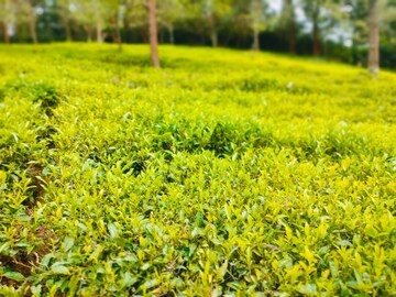  Plot For Sale in Ketti