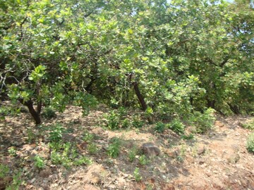 Plot Area in  Land at Mangaon – for Sale
