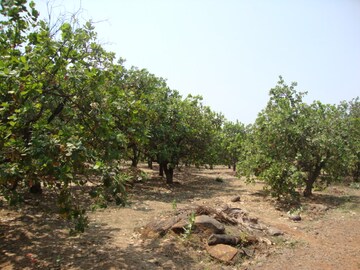 Plot Area in  Land at Mangaon – for Sale