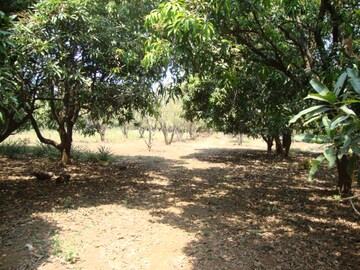 Plot Area in  Land at Mangaon – for Sale