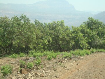 Plot Area in  Land at Mangaon – for Sale