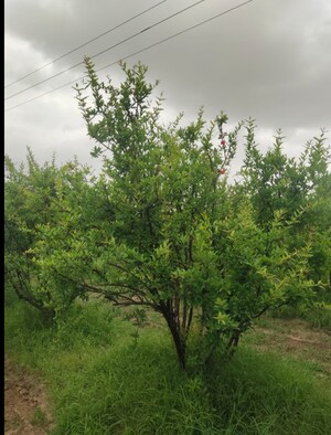  Plot For Sale in Jaspur