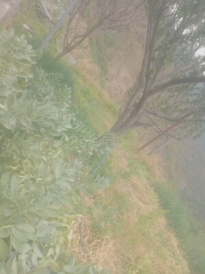  Land – Garden View at Mukteshwar - for Sale