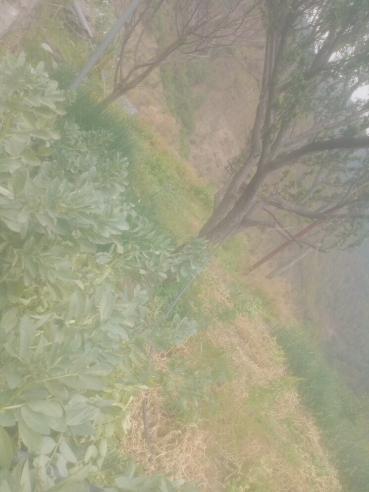 Garden, mukteshwar Commercial Land 6300 Sq.Ft. In Mukteshwar Nainital 8495949