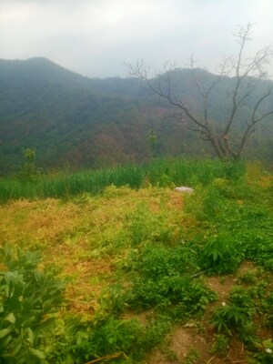 Plot Area in  Land at Mukteshwar – for Sale
