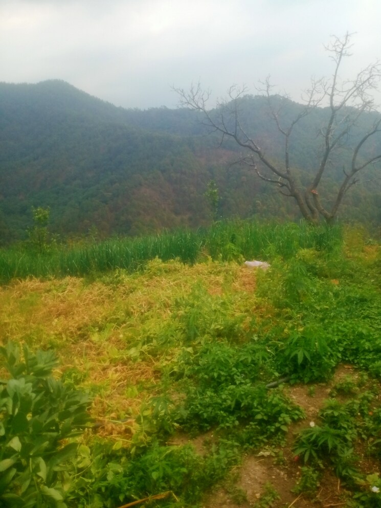 undefined, mukteshwar Commercial Land 6300 Sq.Ft. In Mukteshwar Nainital 8495949