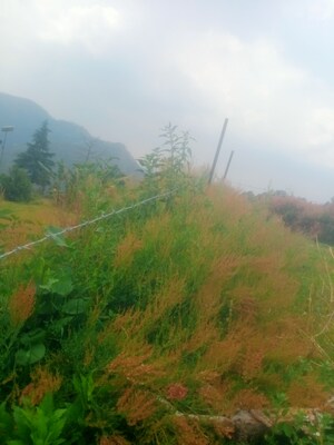  Plot – Garden View at Bhowali - for Sale