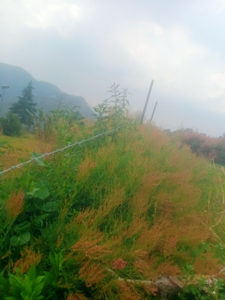 Garden, bhowali  4200 Sq.Ft. Plot In Bhowali Nainital 8495986