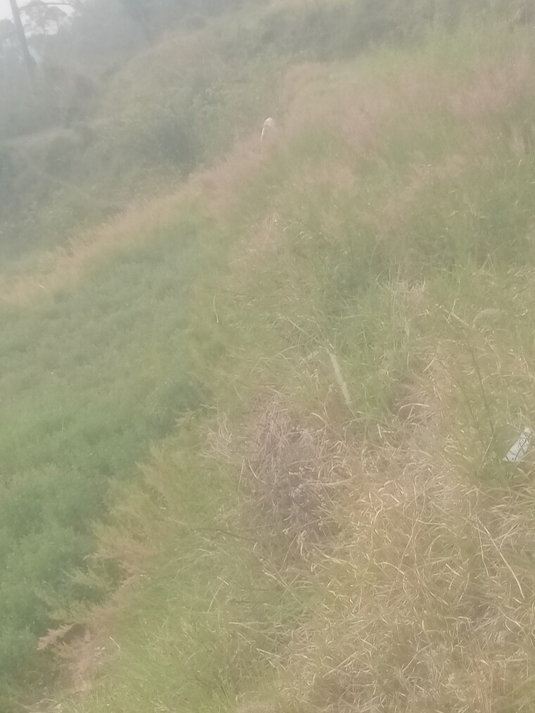 Exterior View, dhanachuli Commercial Land 8400 Sq.Ft. In Dhanachuli Nainital 8496111