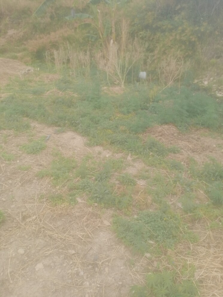 Garden, ramgarh road Commercial Land 4300 Sq.Ft. In Ramgarh Road Nainital 8496303