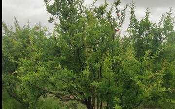 Plot For Sale in Mulsana