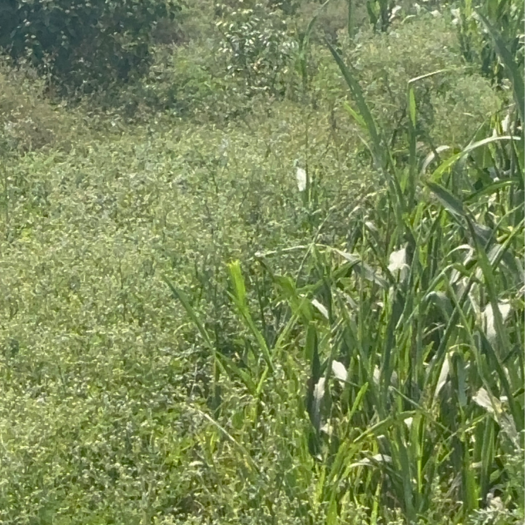 Exterior View, kunchanapalli  200 Sq.Yd. Plot In Kunchanapalli Vijayawada 8517703