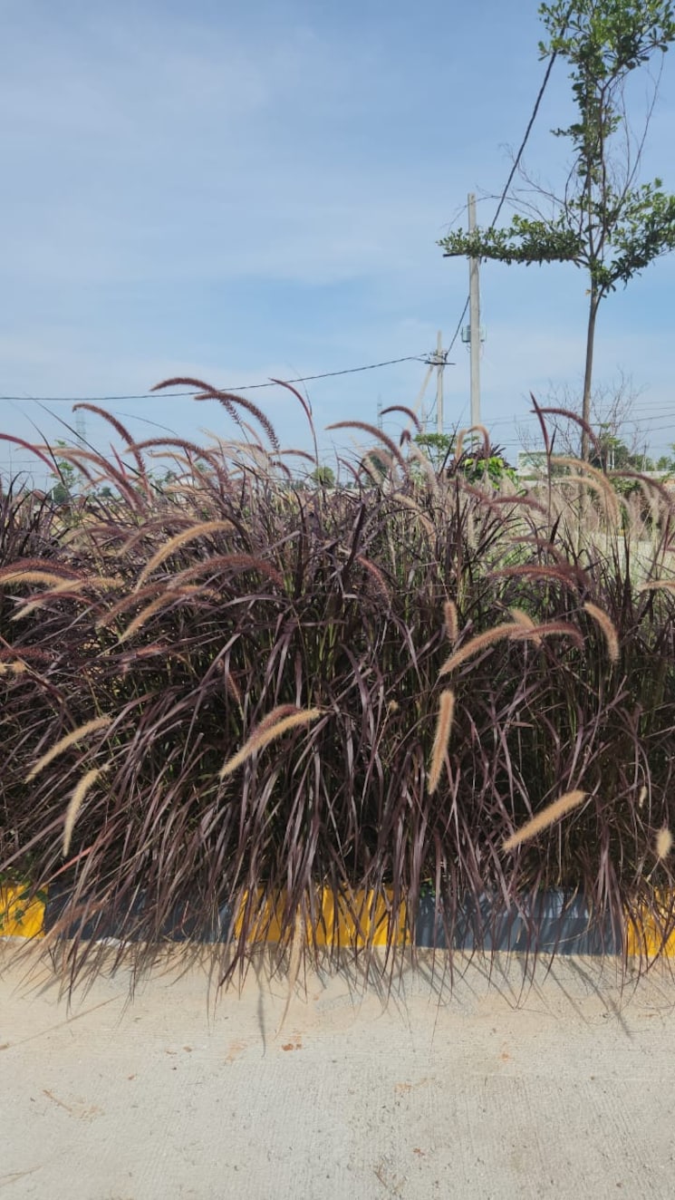 Exterior View, sampangi rama nagar  1200 Sq.Ft. Plot In Sampangi Rama Nagar Bangalore 8518116