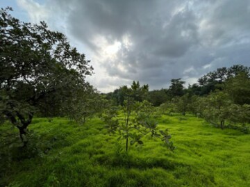  Plot For Sale in Dodamarg